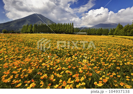 高原の花畑 104937138