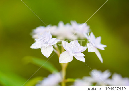 シチダンカ 104937450