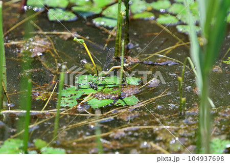 キイトトンボ キイトトンボ 104937698