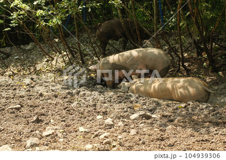 Pigs wallowing in the mud. Leogang, Salzburg, Austria 104939306
