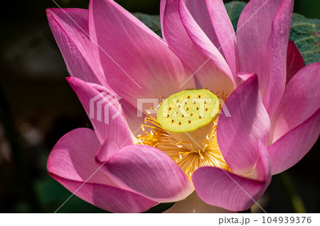 ハス スイレン 蓮 104939376