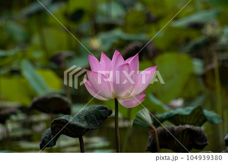 ハス スイレン 蓮 104939380