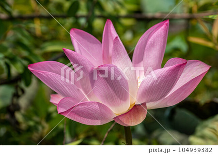 ハス スイレン 蓮 104939382