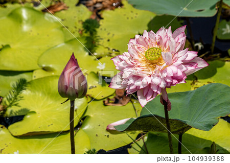 ハス スイレン 蓮 104939388