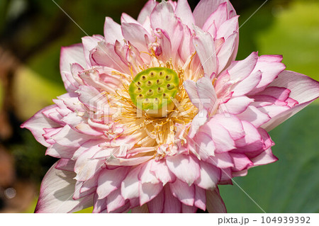 ハス スイレン 蓮 104939392