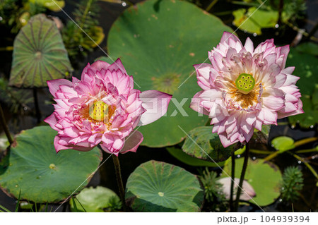 ハス スイレン 蓮 104939394