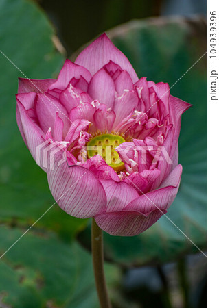 ハス スイレン 蓮 104939396