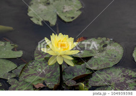 ハス スイレン 蓮 104939398