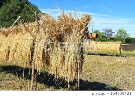 稲架掛け 104939421