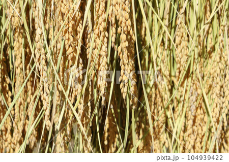 稲架掛け 104939422