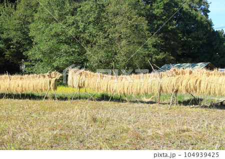 稲架掛け 104939425