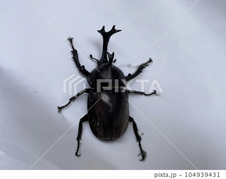 カブトムシ 104939431