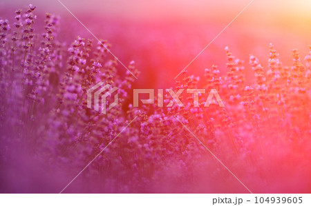 Blooming lavender in a field at sunset in Provence. Fantastic summer mood, floral sunset landscape of meadow lavender flowers. Peaceful bright and relaxing nature scenery. 104939605