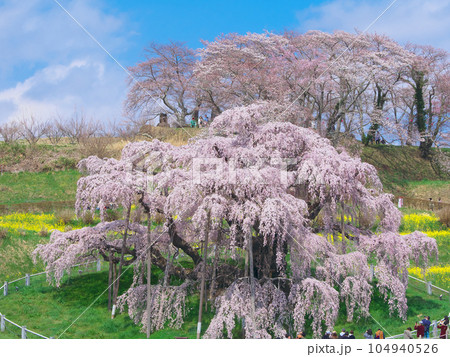 一本桜 - 三春滝桜(2023年) 一本桜 - 三春滝桜(2023年) 104940526