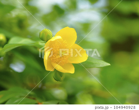 キンシバイ 104940928