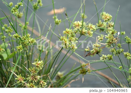 カヤツリグサの仲間 104940965