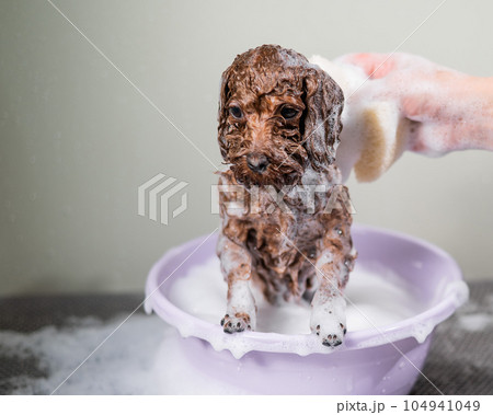 Woman shampooing brown mini toy poodle in grooming salon. Woman shampooing brown mini toy poodle in grooming salon. 104941049