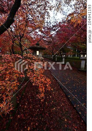 高山寺の紅葉 104941193
