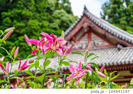 【奈良県】大和郡山市 松尾寺 境内に咲くカサブランカの花 (2023/07/03撮影) 104941197