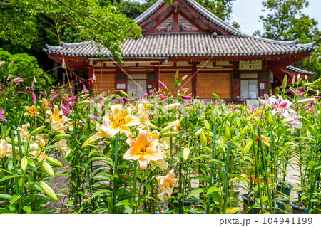 【奈良県】大和郡山市 松尾寺 境内に咲くカサブランカの花 (2023/07/03撮影) 104941199