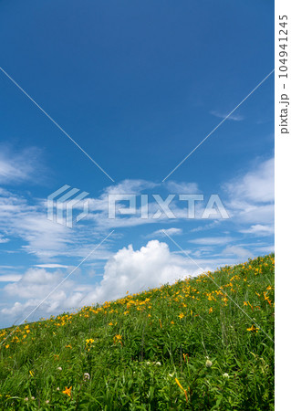【長野県】青空と満開のニッコウキスゲ（7月） 104941245