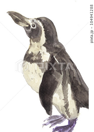水彩で描いたガラパゴスペンギン23714pix7 水彩で描いたガラパゴスペンギン23714pix7 104941288