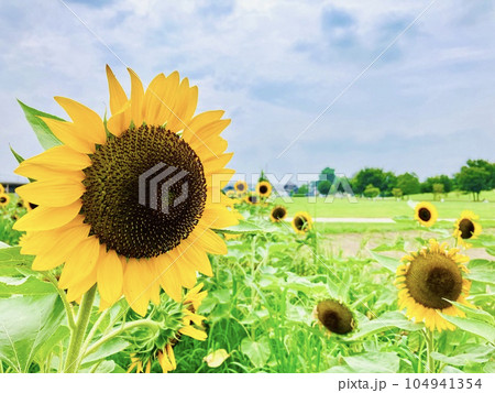 ヒマワリの花 ヒマワリの花 104941354