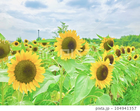 ヒマワリの花 104941357