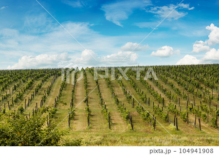 Rows of grapes Rows of grapes 104941908