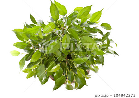 Small tree Small tree 104942273