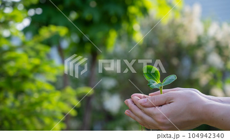 A woman holds a sprout in her hands outdoors. A woman holds a sprout in her hands outdoors. 104942340