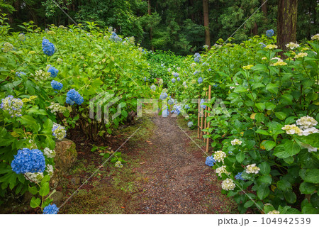 アジサイの小径【弘長寺】 104942539