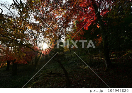 秋の常勝寺 104942826