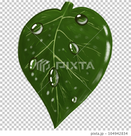 green leaf with water drop 104942834