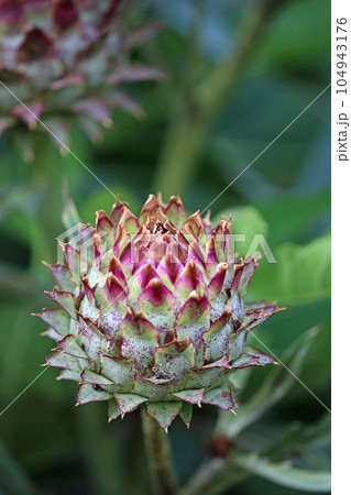 Purple cardoon flower bud in close up Purple cardoon flower bud in close up 104943176