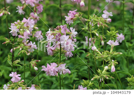 Pink double soapwort flowers Pink double soapwort flowers 104943179