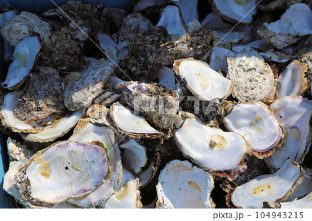 生牡蠣をその場で食べられる魚市場にて大量に剥かれた牡蠣小屋の貝殻、生牡蠣食べ放題 104943215