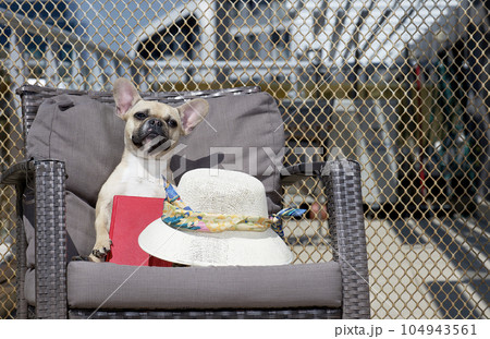 A bulldog dog sitting in a wicker chair in bright sunlight putting a book next to it. A bulldog dog sitting in a wicker chair in bright sunlight putting a book next to it. 104943561