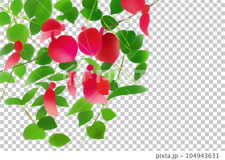 海紅豆(Kaikouzu)美國Digo花卡1張 海紅豆(Kaikouzu)美國Digo花卡1張 104943631