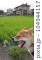 柴犬のあくび 104944157