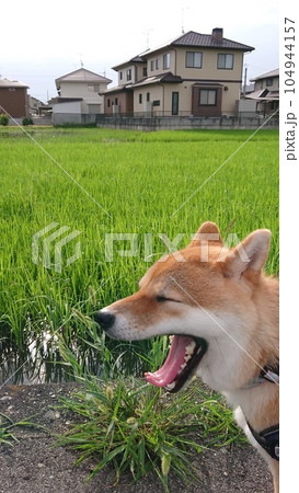 柴犬のあくび 柴犬のあくび 104944157