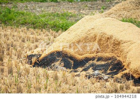 田んぼで焼くもみ殻 104944218