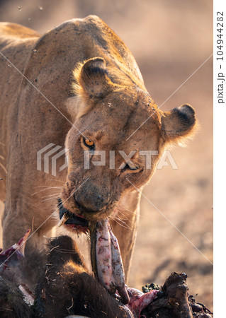 Close-up of lioness pulling guts from buffalo 104944282