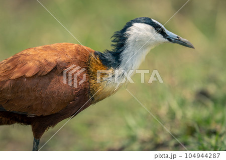 Close-up of African jacana standing on floodplain Close-up of African jacana standing on floodplain 104944287