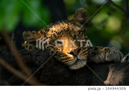 Close-up of leopard lying head on branch Close-up of leopard lying head on branch 104944309