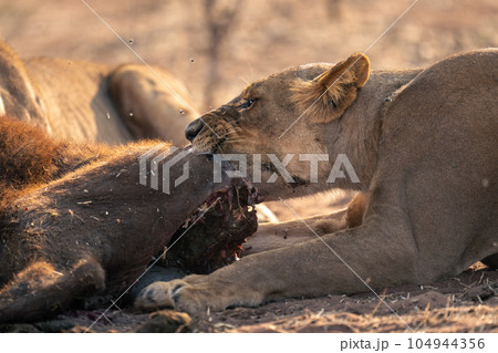Close-up of lioness gnawing on buffalo carcase 104944356