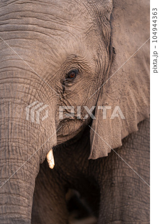 Close-up of half young African elephant face Close-up of half young African elephant face 104944363