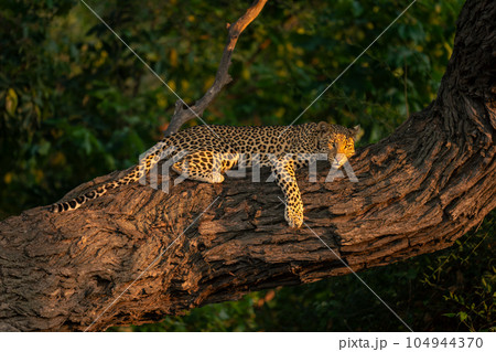 Close-up of leopard lying on sunlit trunk 104944370