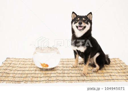 すだれと金魚と笑顔の黒柴のシェリ すだれと金魚と笑顔の黒柴のシェリ 104945071