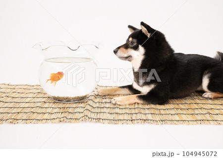 すだれと金魚を見つめる黒柴のシェリ すだれと金魚を見つめる黒柴のシェリ 104945072